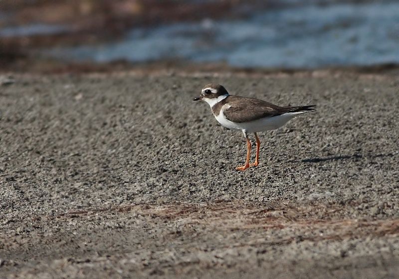Common Ringed Plover