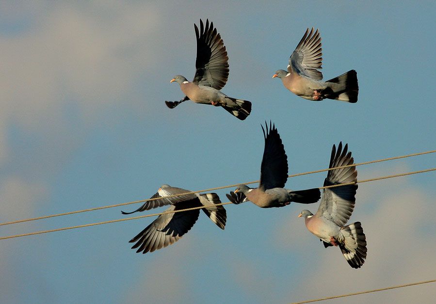Common Wood Pigeon