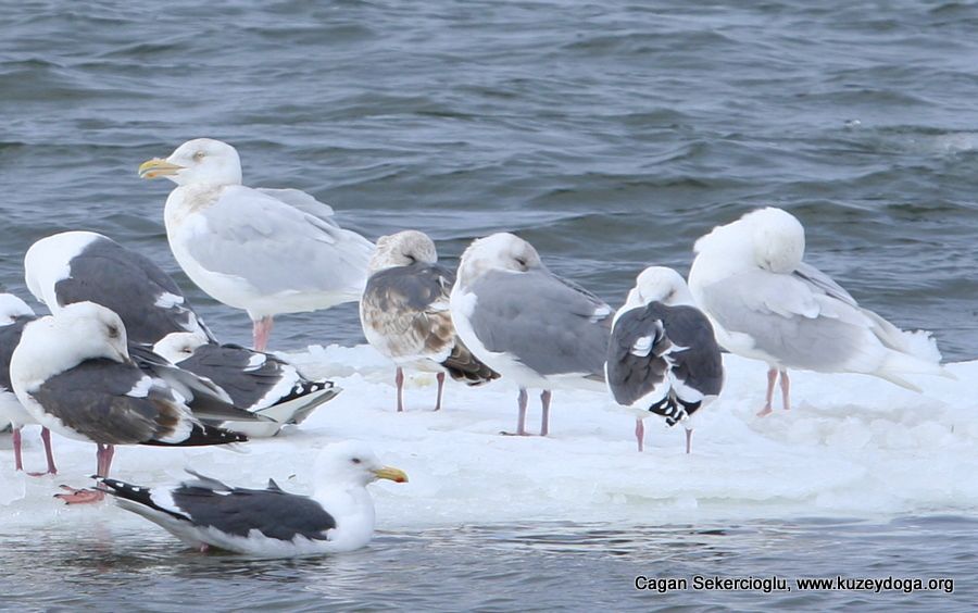 Glaucous Gull