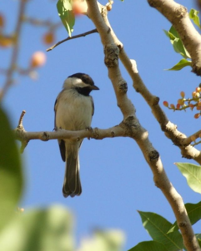 Sombre Tit