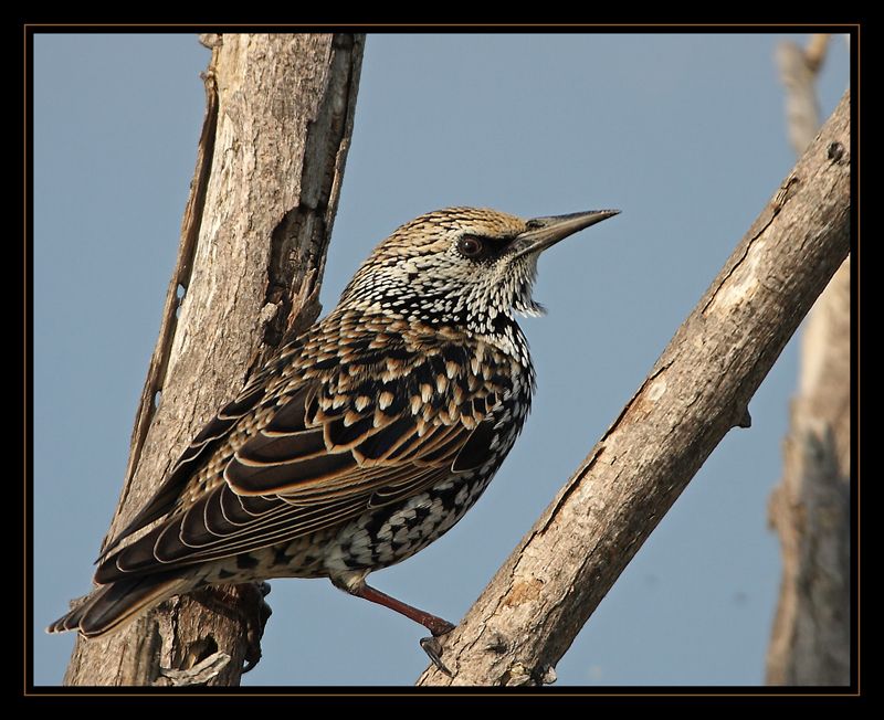 Common Starling