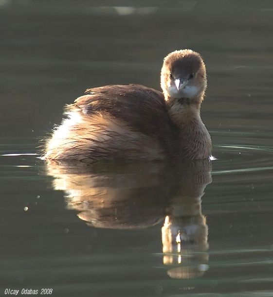 Little Grebe