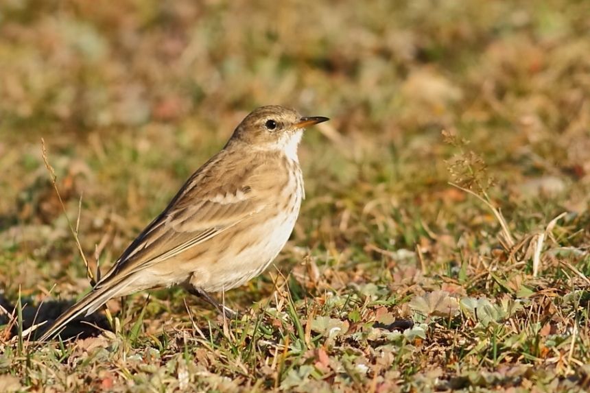 Water Pipit