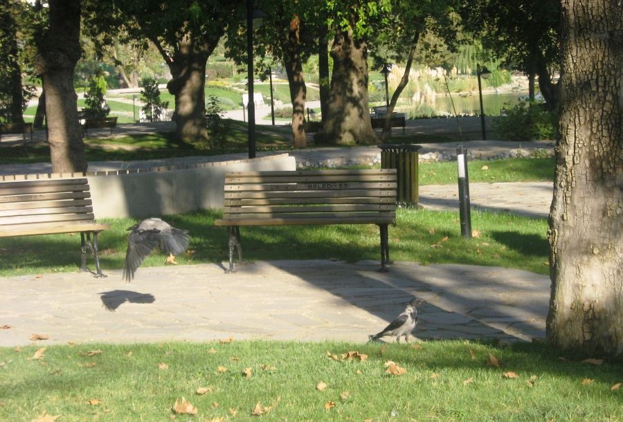 Leş kargası