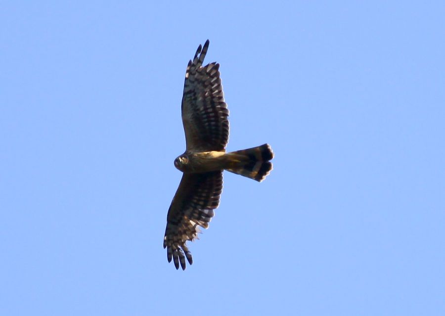 Hen Harrier