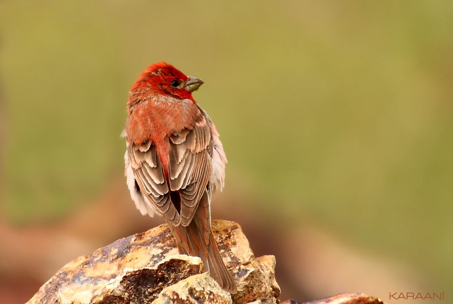 Common Rosefinch
