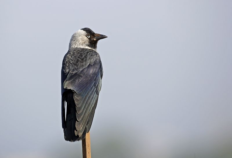 Western Jackdaw