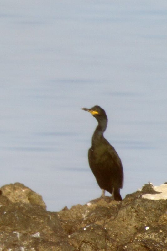 European Shag