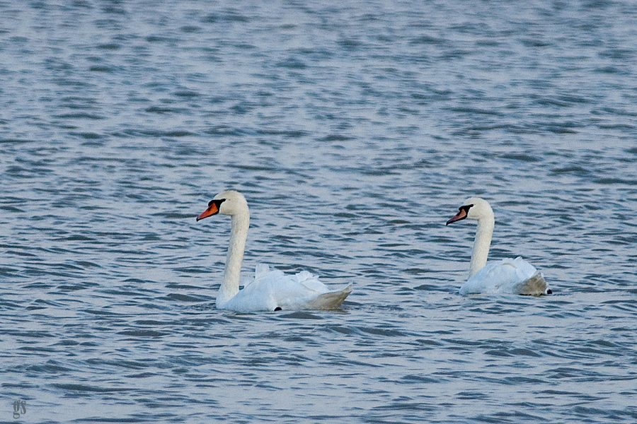 Mute Swan