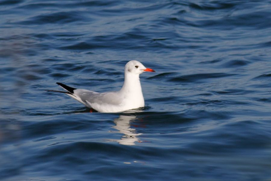 Black-headed Gull