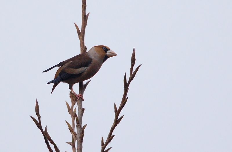 Hawfinch