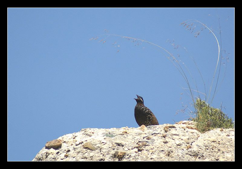 Black Francolin