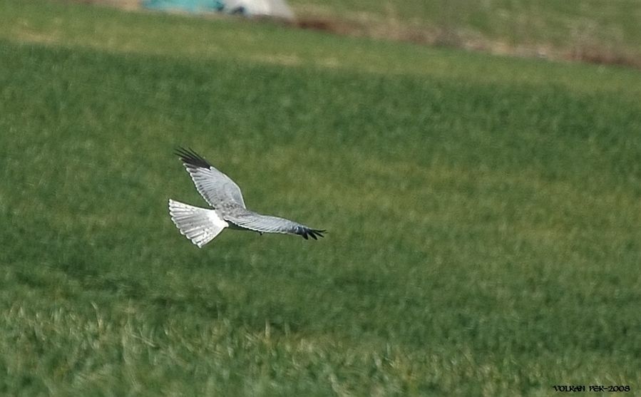 Hen Harrier