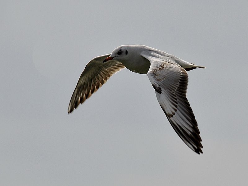 Black-headed Gull