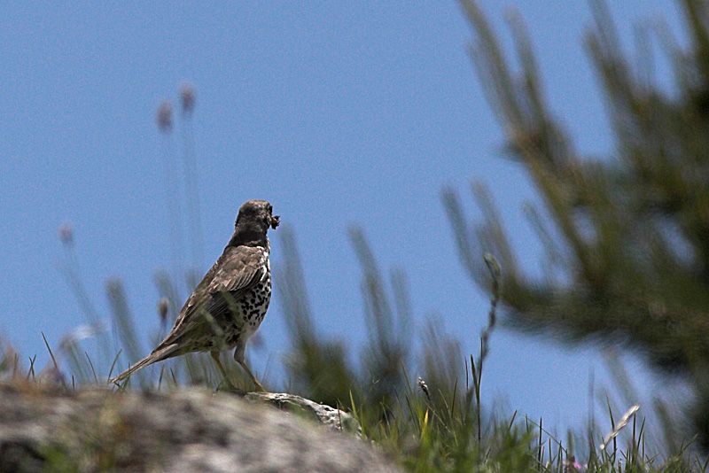 Mistle Thrush