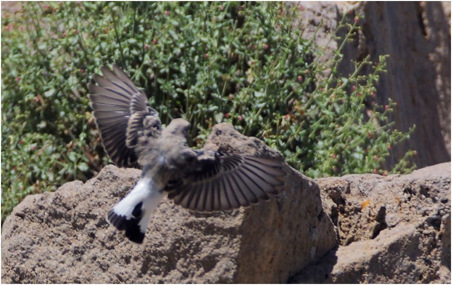 Pied Wheatear