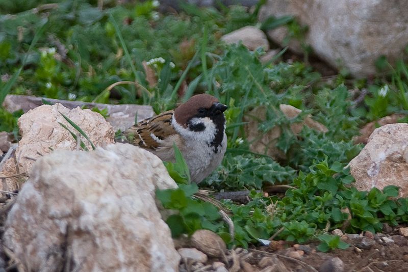 Eurasian Tree Sparrow