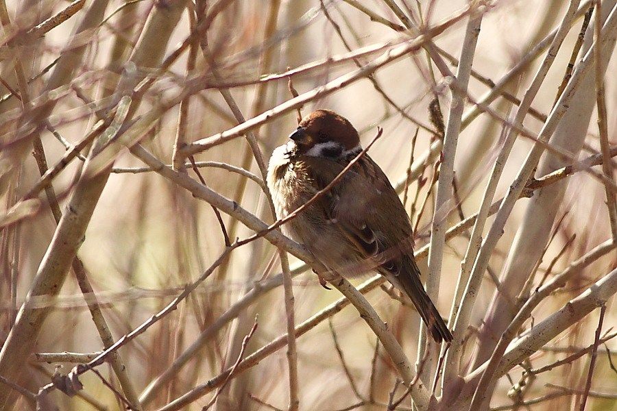 Eurasian Tree Sparrow