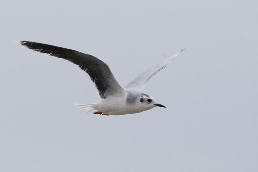 Little Gull
