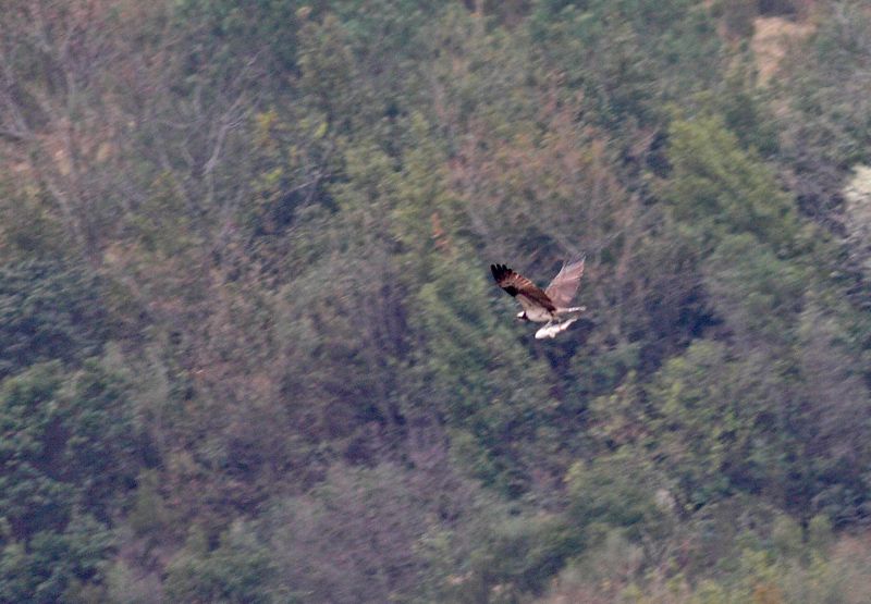 Osprey