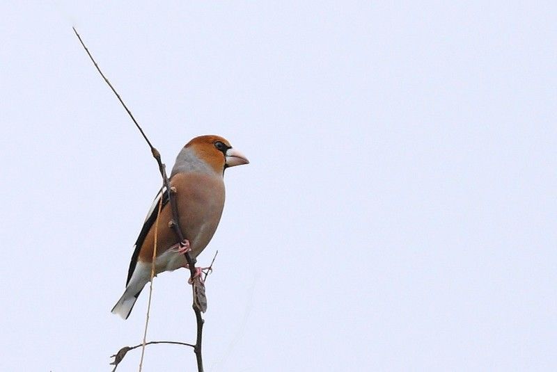 Hawfinch