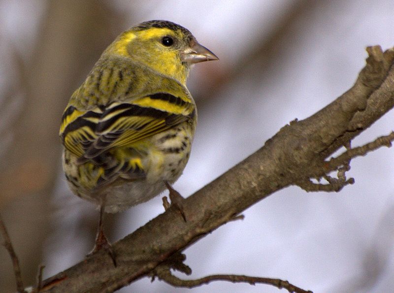 Eurasian Siskin