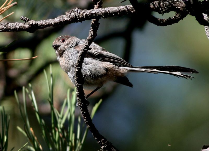 Long-tailed Tit