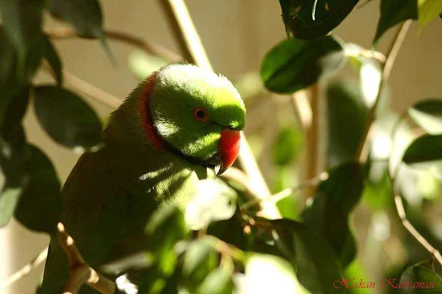 Rose-ringed Parakeet
