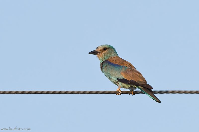European Roller