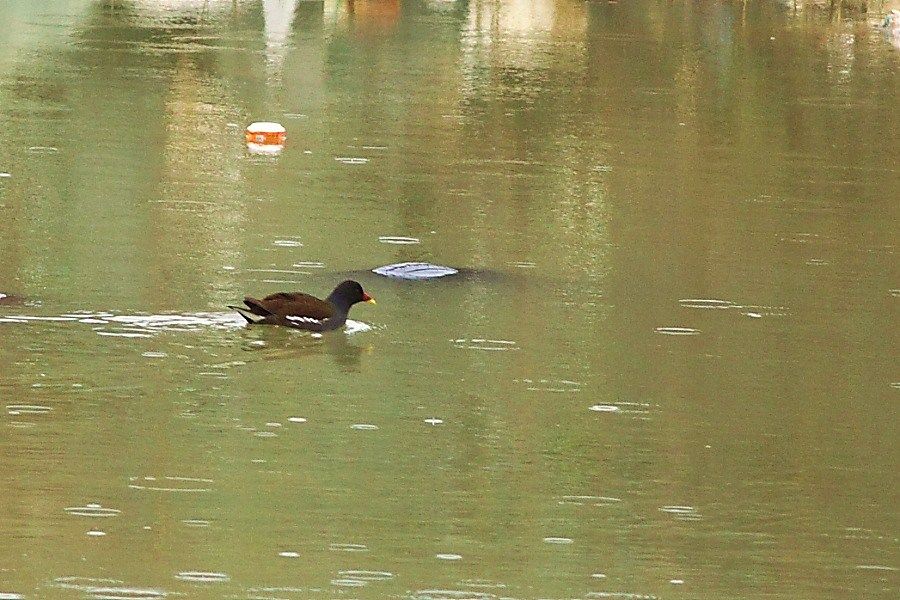Common Moorhen