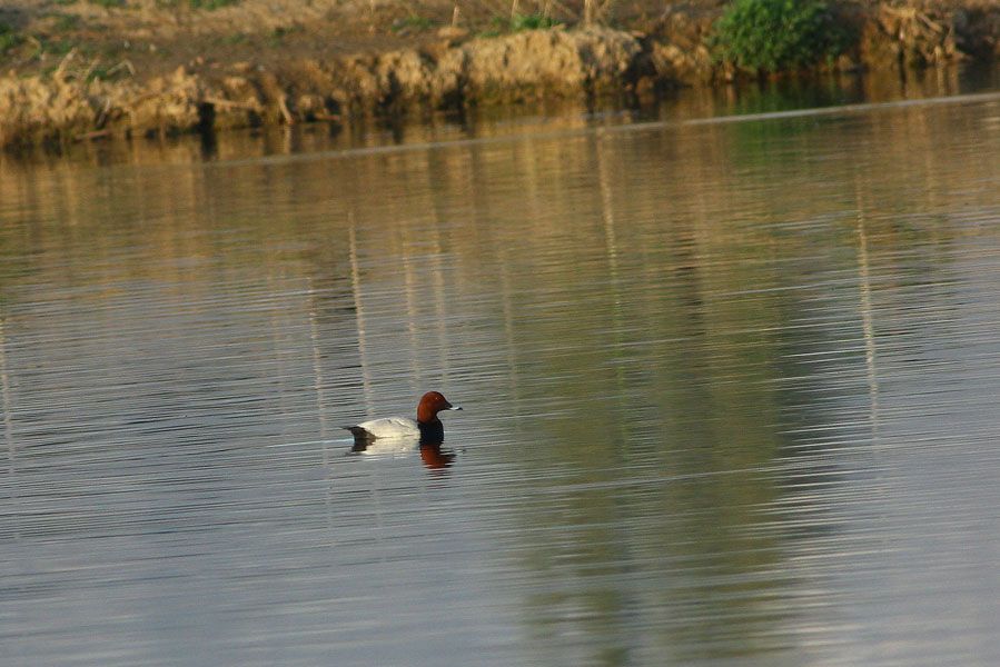 Common Pochard