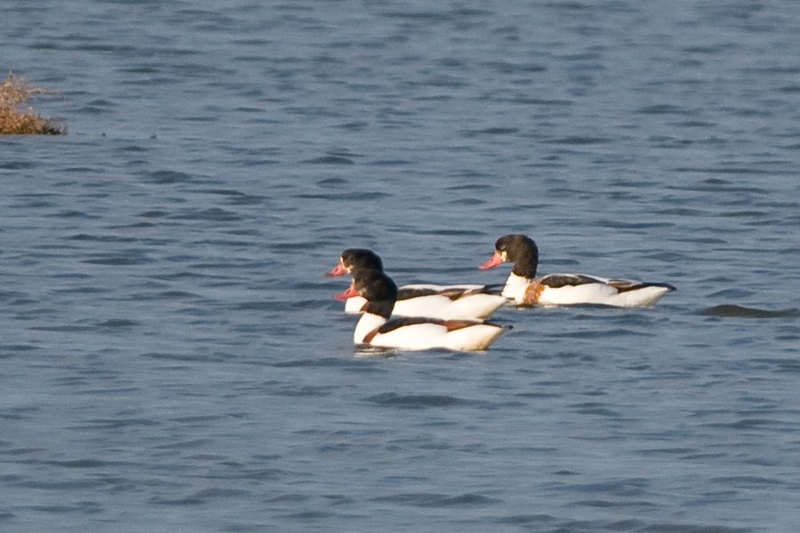 Common Shelduck
