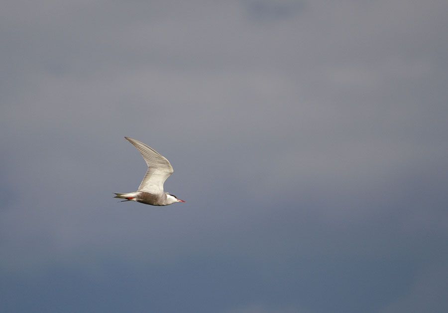 Whiskered Tern