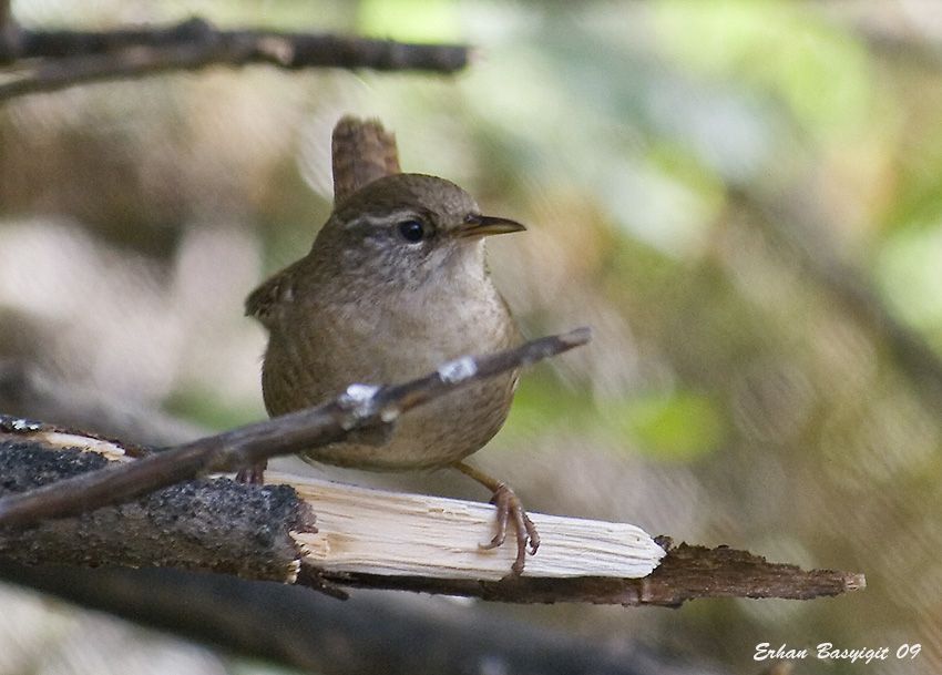 Eurasian Wren