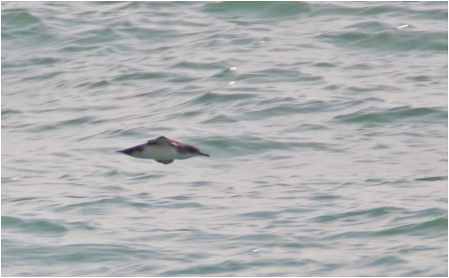 Yelkouan Shearwater