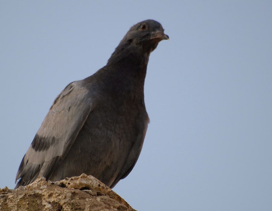 Rock Dove