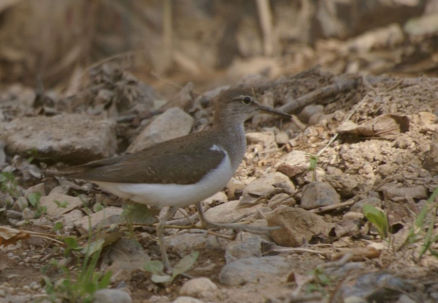 Common Sandpiper