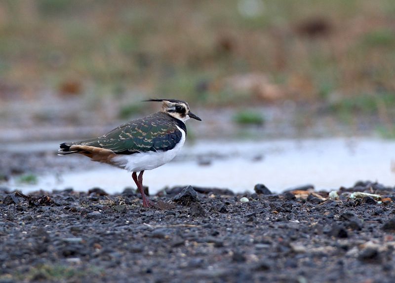 Northern Lapwing