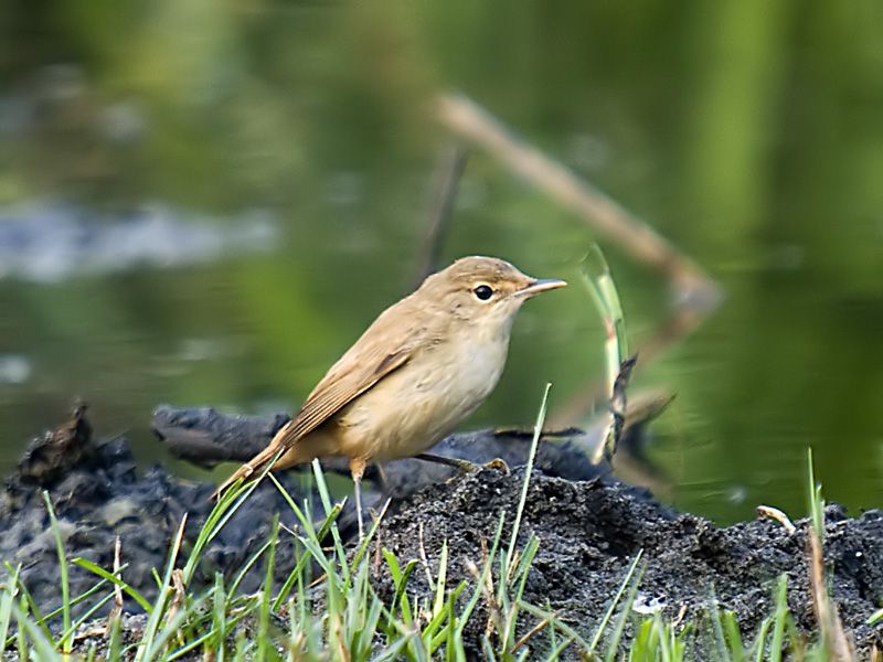 Common Reed Warbler