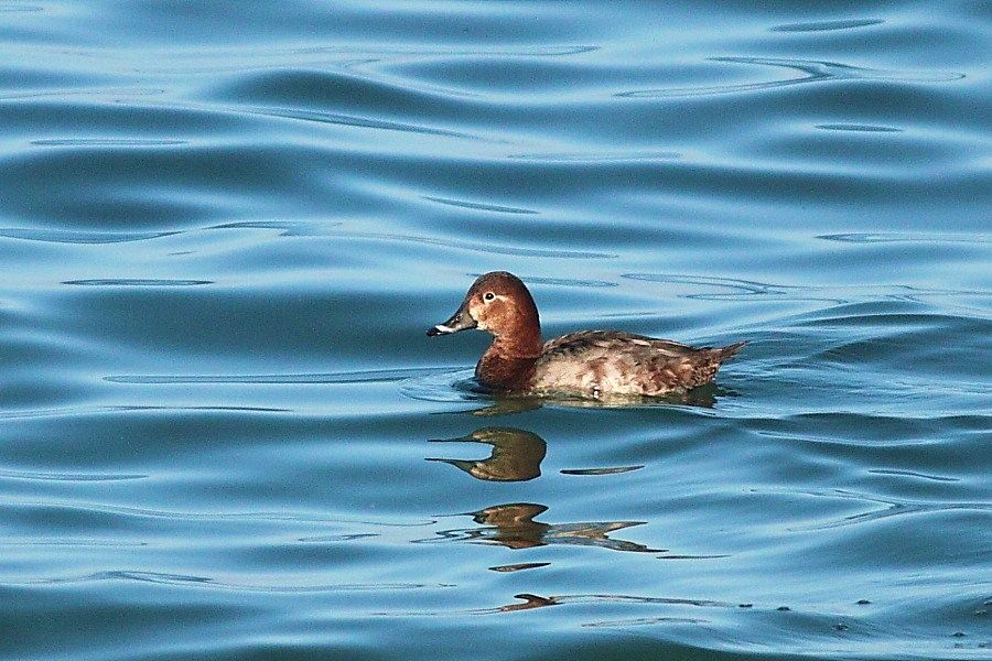 Common Pochard