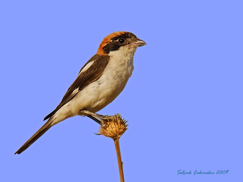 Woodchat Shrike
