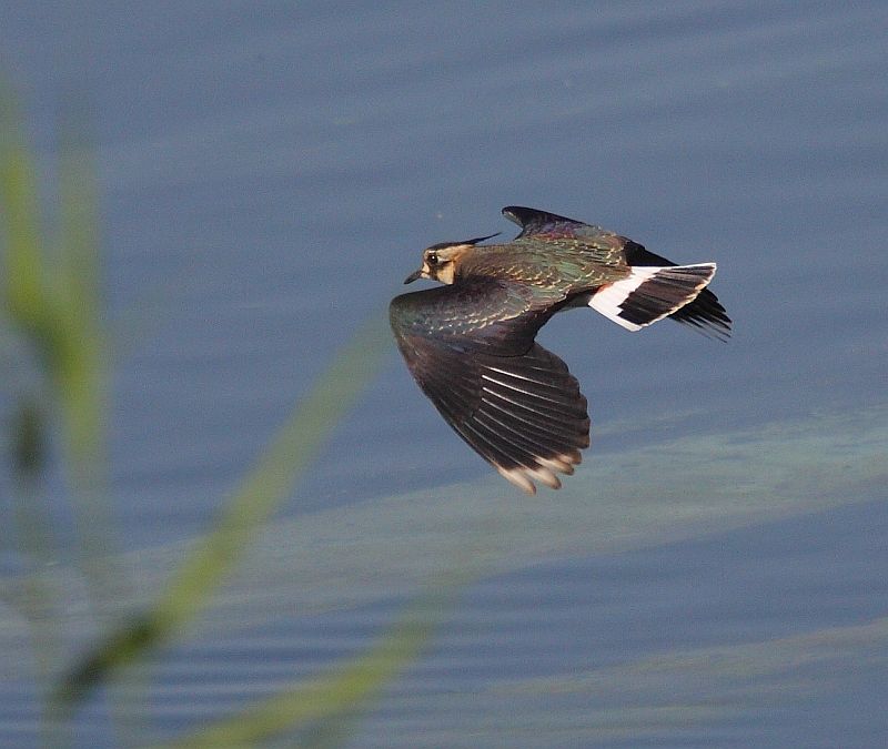Northern Lapwing