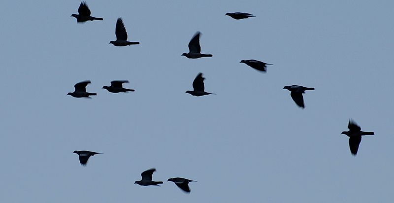 Common Wood Pigeon