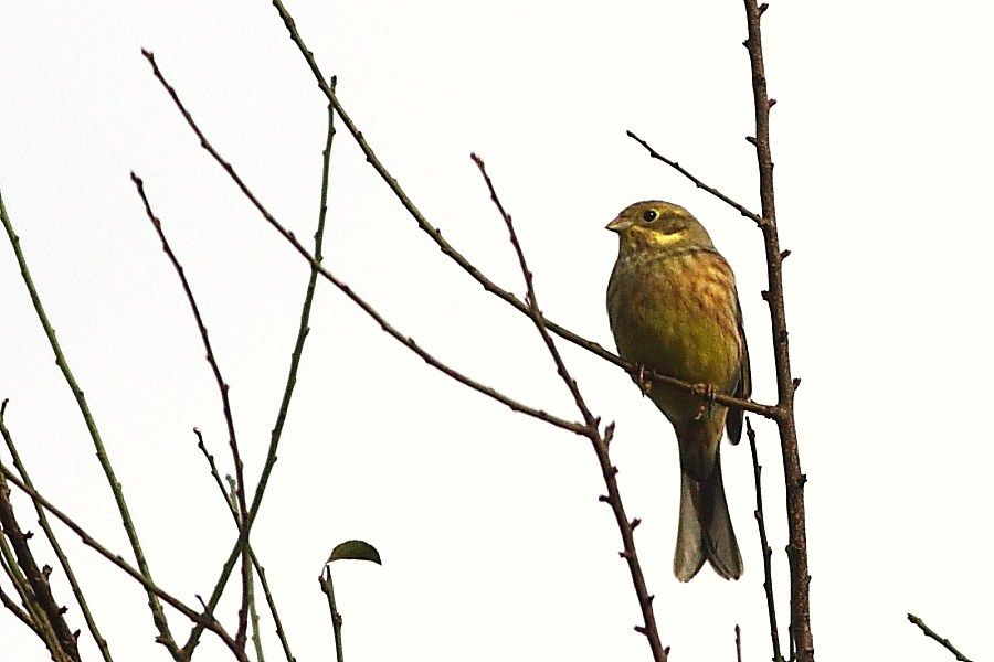 Yellowhammer
