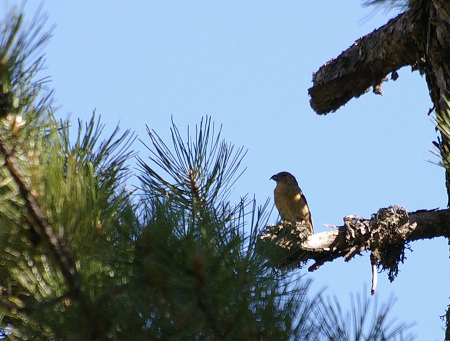 Red Crossbill
