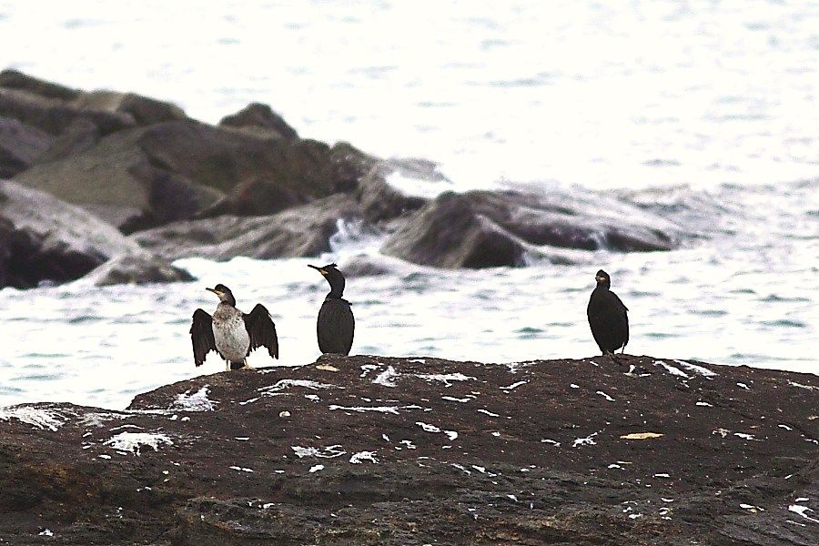 European Shag
