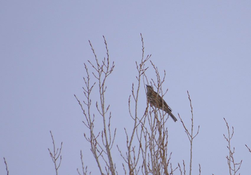 Mistle Thrush
