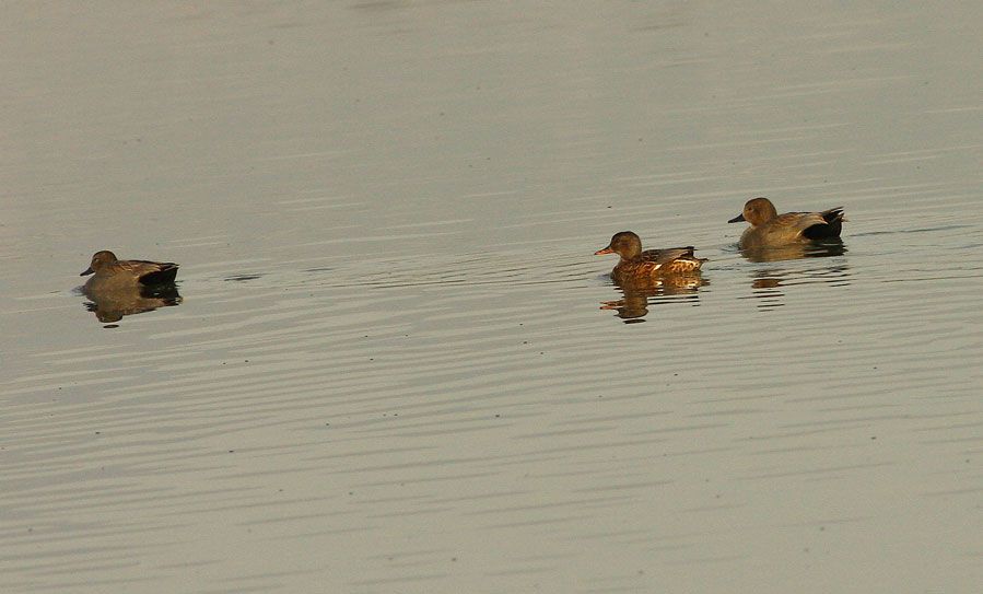 Gadwall