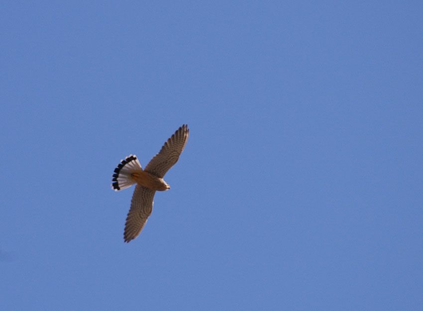 Common Kestrel
