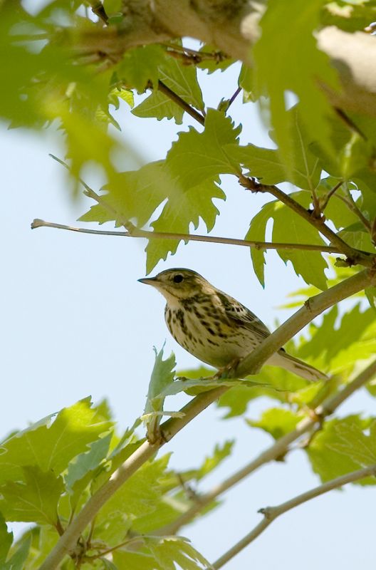 Tree Pipit